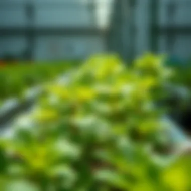 Nutrient-Rich Plants in Hydroponics Close-up of vibrant plants thriving in a nutrient-rich hydroponic solution.