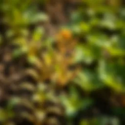 Understanding Levamisole Wormer in Agriculture and Horticulture Introduction