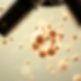 Illustration depicting pollen grains under a microscope