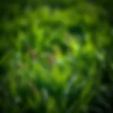Understanding Post Emergent Herbicides for Annual Bluegrass Management Introduction