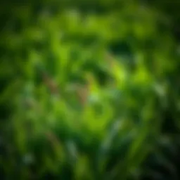 Understanding Post Emergent Herbicides for Annual Bluegrass Management Introduction