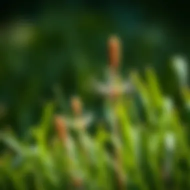 Common weeds affecting St. Augustine grass