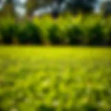 Lush St. Augustine grass lawn with vibrant green color