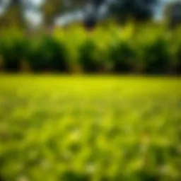Lush St. Augustine grass lawn with vibrant green color