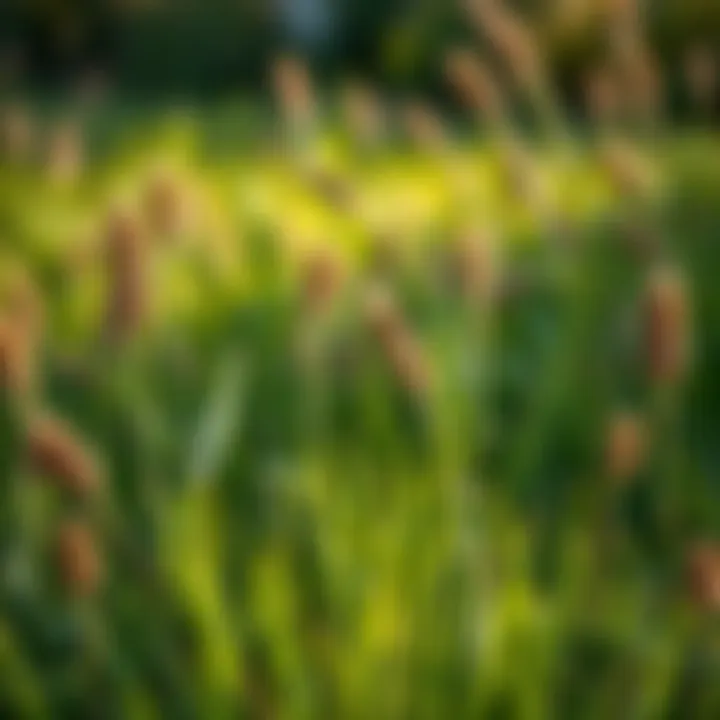 Safety practices for using weed killers on lawns