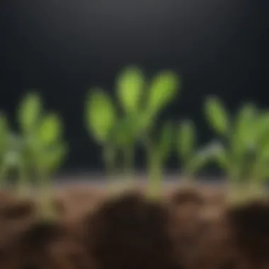 Illustration of the germination stages of a seed from sprouting to full growth