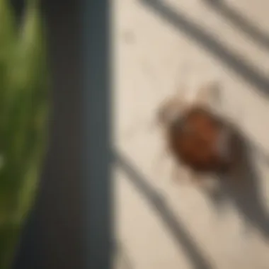 Effective Preventive Strategies Against Stink Bugs Homeowner applying preventive measures against stink bugs