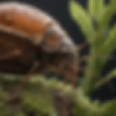 Diagram of stink bug lifecycle