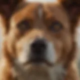 Canine health assessment to determine proper dosage
