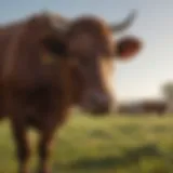 Cattle in a serene pasture reflecting animal welfare standards