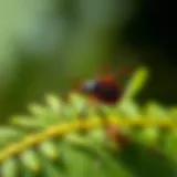 Understanding Tick Pests: Biology, Impact, and Management Strategies Introduction