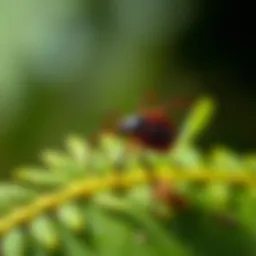 Understanding Tick Pests: Biology, Impact, and Management Strategies Introduction