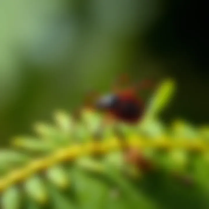 Understanding Tick Pests: Biology, Impact, and Management Strategies Introduction