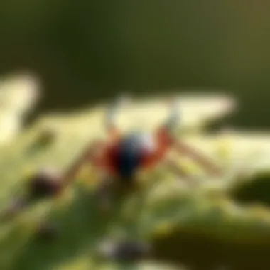 Understanding Tick Pests: Biology, Impact, and Management Strategies Summary