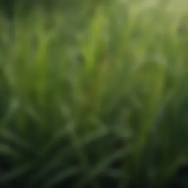 A close-up view of various grass species showcasing their unique shades of green.