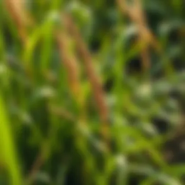 Notable Understanding What Detracts from Bermuda Grass Without Harming Companion Plants