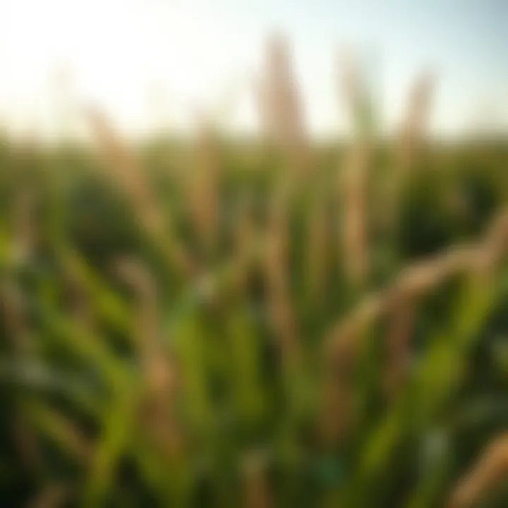 Understanding What Detracts from Bermuda Grass Without Harming Companion Plants Summary