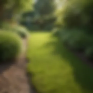 A Flourishing Garden with Zoysia Grass Healthy garden featuring zoysia grass