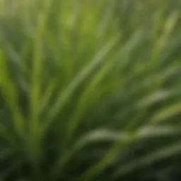 Close up of lush zoysia grass blades