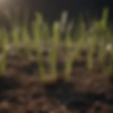 Germination of Grass Seeds Close-up of germinating grass seeds in soil
