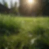 A lush, green lawn showcasing healthy grass growth