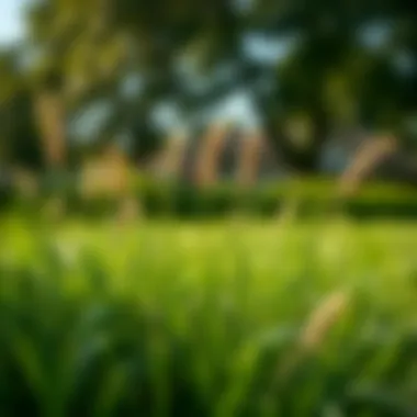 Notable Where to Purchase Zoysia Grass: A Comprehensive Guide Notable Where to Purchase Zoysia Grass: A Comprehensive Guide