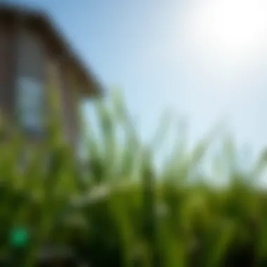 Where to Purchase Zoysia Grass: A Comprehensive Guide Summary Where to Purchase Zoysia Grass: A Comprehensive Guide Summary