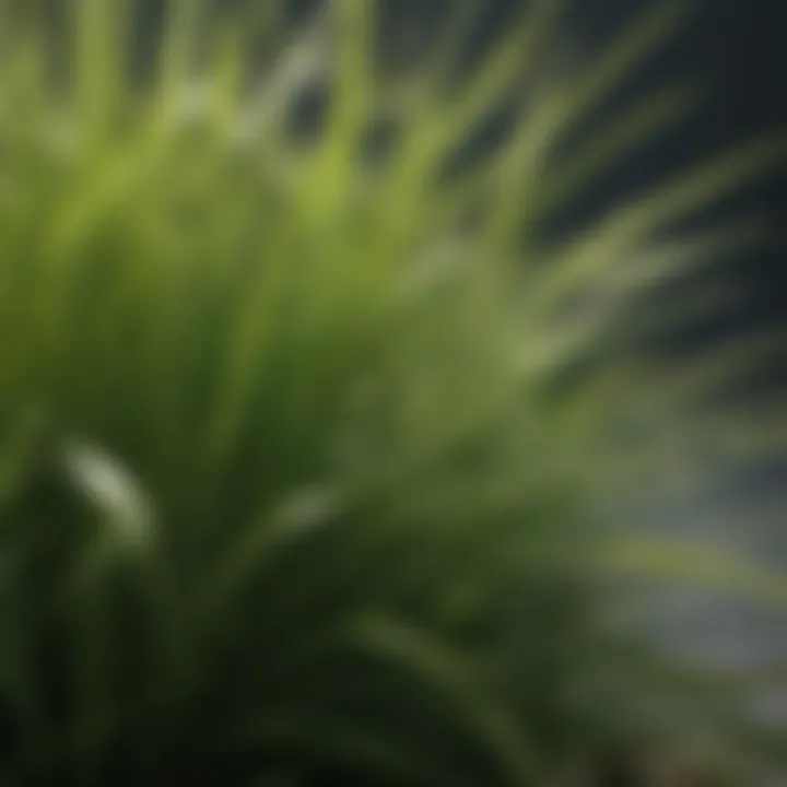 Close-up of zoysia grass blades
