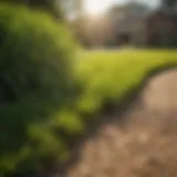Vibrant Zoysia grass lawn under the Central Texas sun
