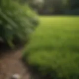 Lush zoysia grass lawn in New Jersey